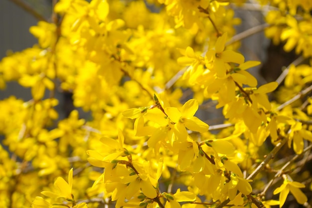 Ein Foto von Forsythien im Frühling