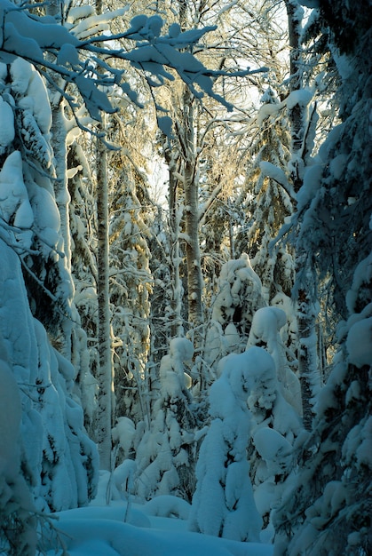 Ein Fragment des nördlichen verschneiten Winterwaldes, beleuchtet von den Strahlen einer tiefstehenden Sonne