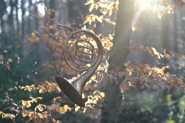 Ein französisches Horn auf einem Zweig im Wald