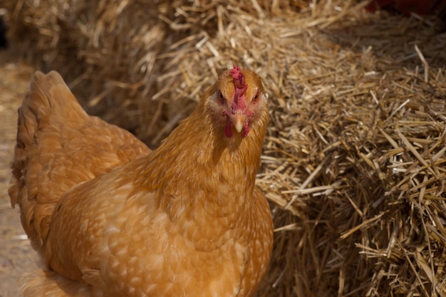 Ein freilaufendes Huhn von einer kleinen Farm in Colorado.