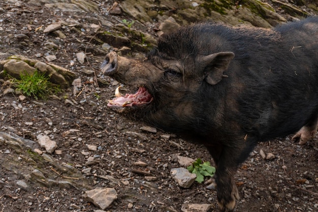 Ein freilebendes schwarzes Wildschwein, gesehen in der Gemeinde Borce in den französischen Pyrenäen