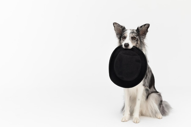 Ein freundlicher Hund sitzt auf seinem Arsch mit einem schwarzen Hut in den Zähnen Border Collie Hund in Schattierungen von Weiß und Schwarz und langes und feines Haar ein ausgezeichneter Hirtenhund