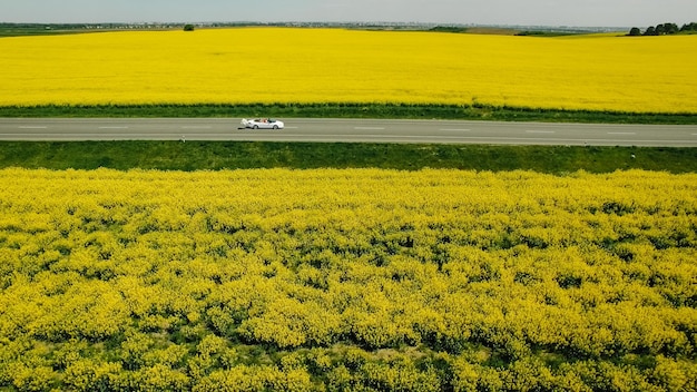 Ein frisch verheiratetes Paar fährt ein Cabrio-Retro-Auto auf einer geraden Landstraße für ihre Flitterwochen Rückansicht Weg auf dem Frühlingsfeld mit gelben Rapsblumen Raps-Rapsfeld