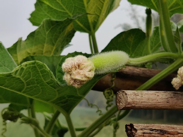 Ein frischer, junger und organischer grüner Flaschenschutz im Garten