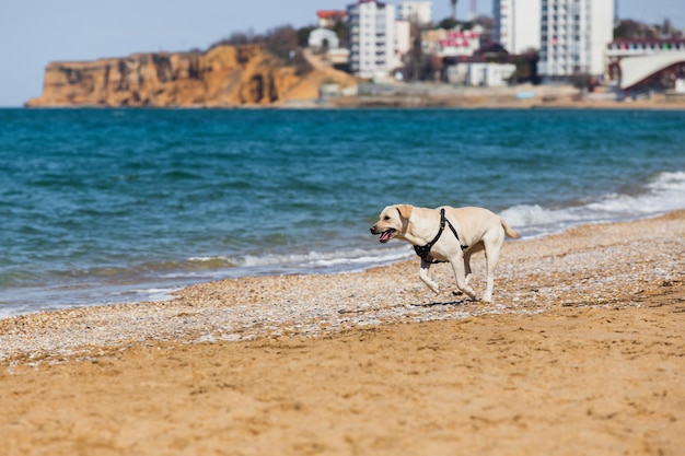 Ein fröhlicher Labrador-Hund läuft an einem Sandstrand entlang der Brandungslinie