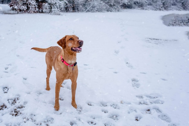 Ein fröhlicher, lustiger Hund spielt an einem verschneiten Wintertag am Ufer eines Sees im Schnee