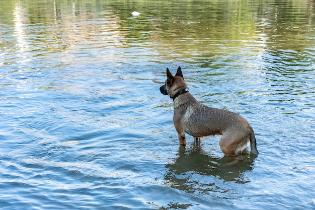 Ein fröhlicher und lustiger belgischer Schäferhund Malinois schwimmt und kühlt sich an einem Sommermorgen am Wasser eines Flussufers ab