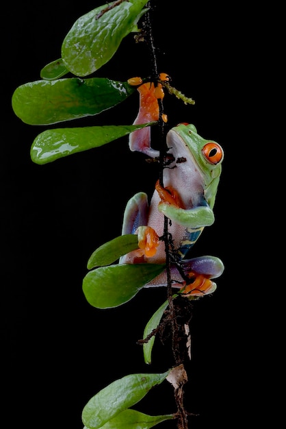 Ein Frosch, der an einem Ast hängt