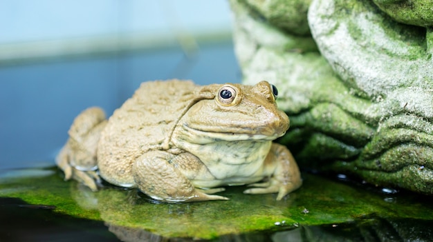 Ein Frosch in einem Teich.