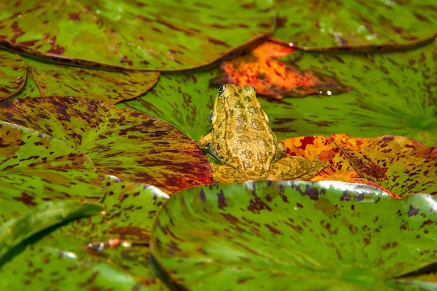 Ein Frosch sitzt auf den Blättern von Seerosen in einem Teich