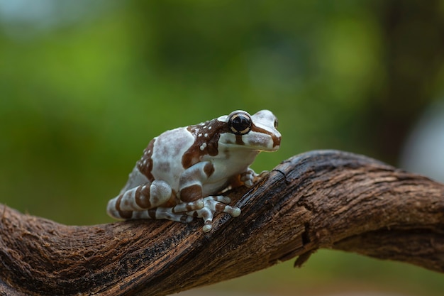 Ein Frosch sitzt auf einem Ast