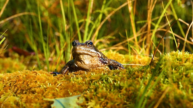 Ein Frosch sitzt auf einer moosigen Oberfläche