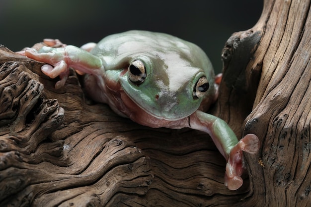 Ein Frosch sitzt mit geschlossenen Augen auf einem Baumstamm.