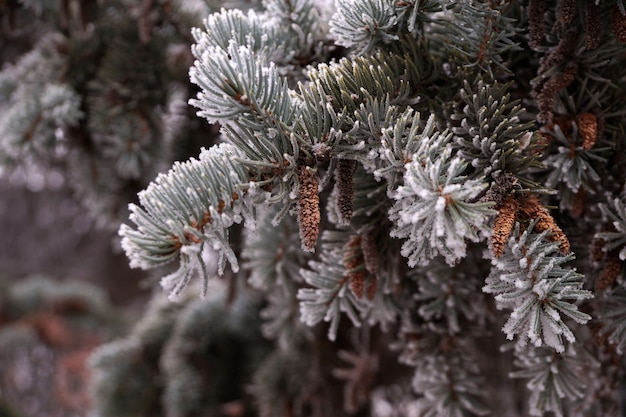 Ein frostbedeckter Fichtenzweig im Winter in einem Stadtpark