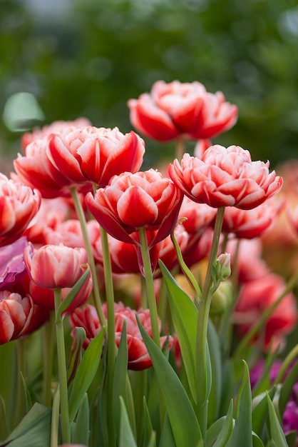 Ein Frühlingsstrauß aus rosa Tulpen