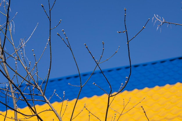 Ein Frühlingszweig mit Knospen auf dem Hintergrund eines blaugelben Daches in der Ukraine Frühling in der Ukraine