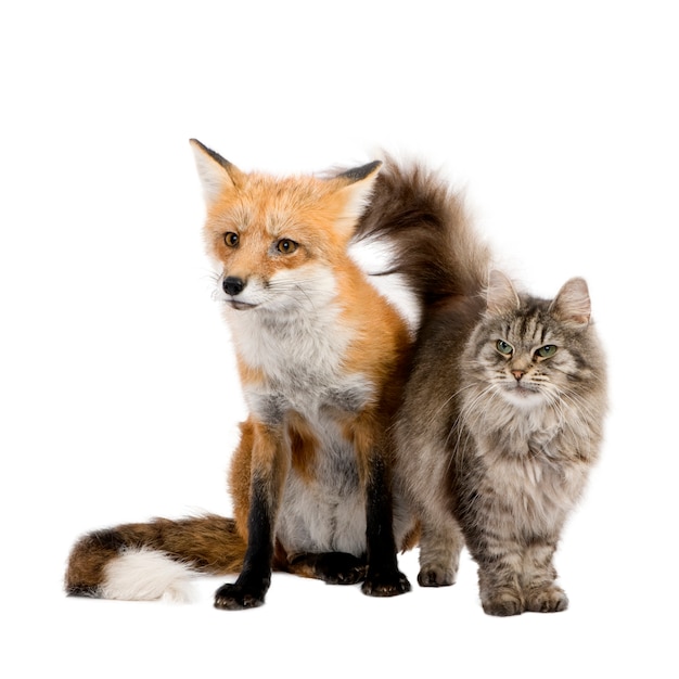 Ein Fuchs und eine Katze