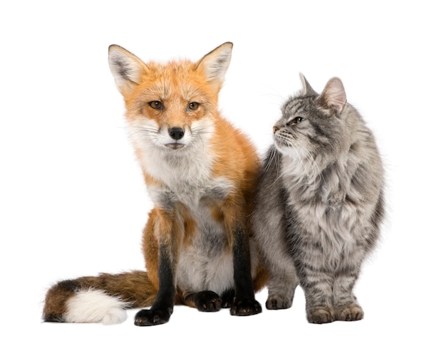 Ein Fuchs und eine Katze