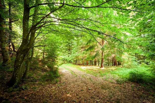 Ein Fußweg entlang einer unbefestigten Straße durchschneidet einen dichten Laubwald mit Bäumen, die ihre Wurzeln im Bereich der Karpaten oberhalb des Kamjanka-Gebirges Synevir-Pass der Ukraine entblößen