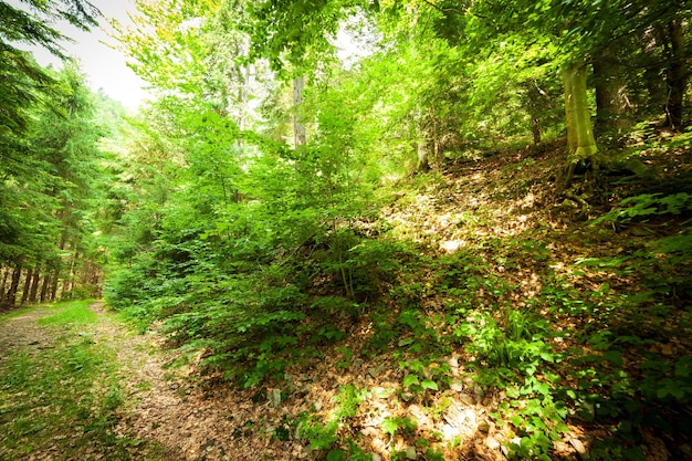 Ein Fußweg entlang einer unbefestigten Straße durchschneidet einen dichten Laubwald mit Bäumen, die ihre Wurzeln im Bereich der Karpaten oberhalb des Kamjanka-Gebirges Synevir-Pass der Ukraine entblößen