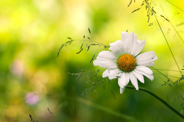 Ein Gänseblümchen mit unscharfem Blätterhintergrund