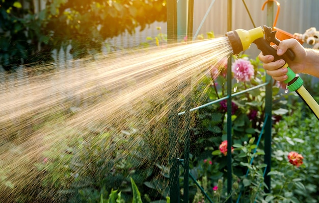 Ein Gärtner mit einem Bewässerungsschlauch und einem Sprühgerät gießt die Blumen im Garten an einem sonnigen Sommertag