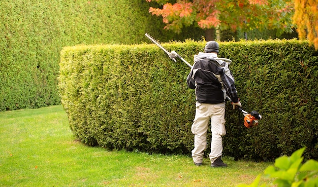 Foto ein gärtner trimmt eine hecke aus immergrünen thuja-pflanzen gärtnerdienste