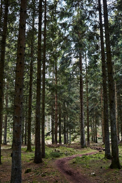 Ein ganz grüner Wald am Morgen