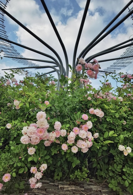 Ein Garten mit blauem Himmel und einer rosa Blume