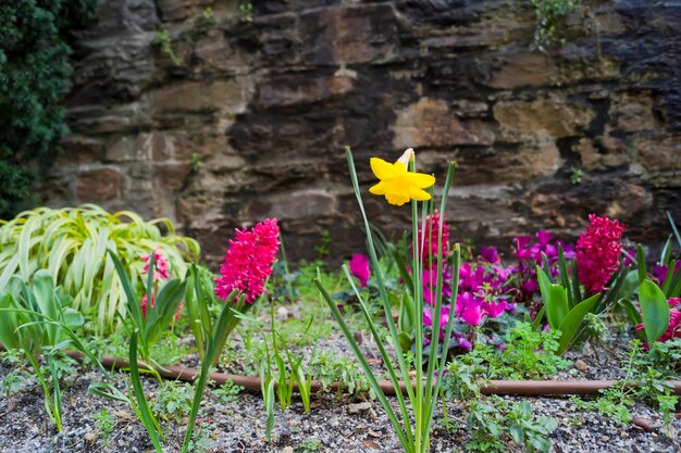 Ein Garten mit einer gelben Blume und einer rosa Blume vor einer Steinmauer