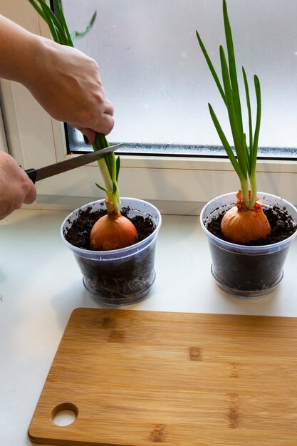 Ein Garten mit jungen Zwiebeln auf einer Fensterbank. Wachsende Zwiebeln auf der Fensterbank. Frische Frühlingszwiebeln zu Hause Indoor-Gartenarbeit wachsende Frühlingszwiebeln im Blumentopf auf der Fensterbank. Frische Sprossen von Frühlingszwiebeln