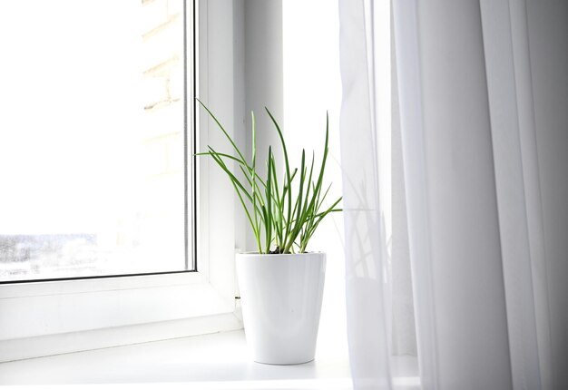 Ein Garten mit jungen Zwiebeln auf einer FensterbankZwiebeln auf der Fensterbank anbauen