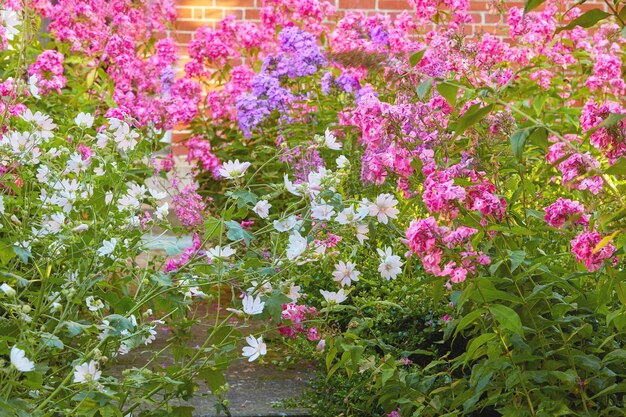 Ein Garten mit weißen Kuckucksblumen und Phlox Paniculata Pink Flame Blumen Bush von blühenden Blumen im Garten an einem sonnigen Tag Eine Wiese voller bunter Blumen mit einer Wand im Hintergrund
