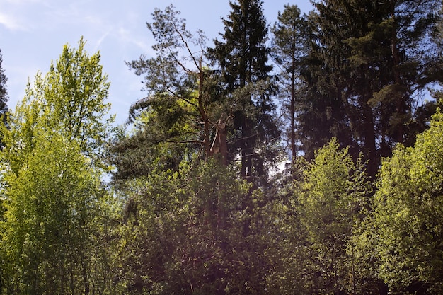 Ein gebrochener Baum im Wald nach einem Hurrikan