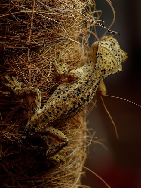 Ein Gecko auf einer Kokospalme