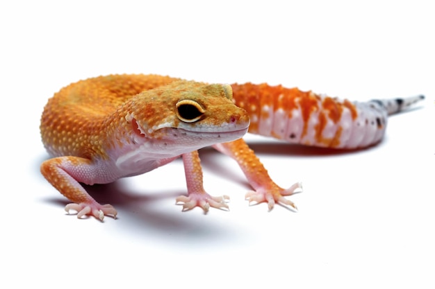 Ein Gecko mit einem rosa Bauch sitzt auf einem weißen Hintergrund.
