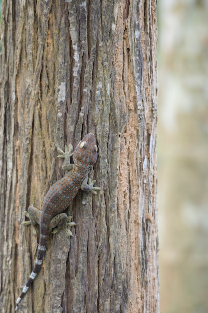 Ein Gecko thront auf einem Baum