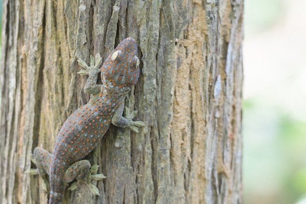 Ein Gecko thront auf einem Baum