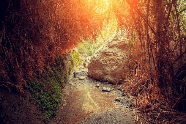 Ein Gedi reserva Israel