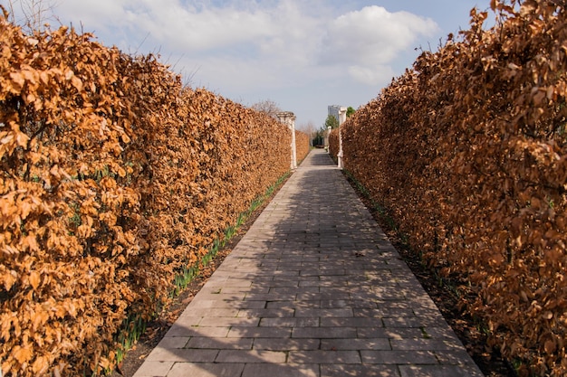 Ein Gehweg mit orangefarbenen Blättern und einem blauen Himmel