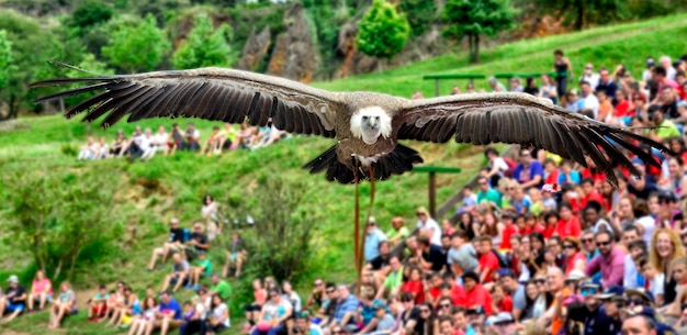 Ein Geier fliegt über die Köpfe