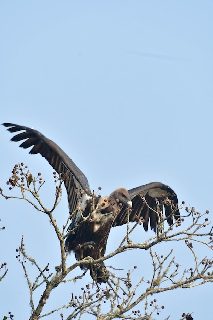 Ein Geier ist in einem Baum und der Vogel ist im Begriff abzuheben.