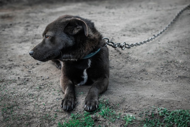 Ein gelangweilter Hund an einer Kette Das Konzept der täglichen Routine