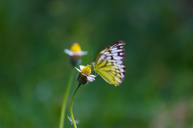 Ein gelber Grasschmetterling, der im Frühling im Garten auf den Blumenpflanzen ruht