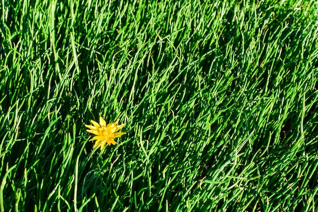 Ein gelber Löwenzahn auf einem Hintergrund aus frischem, dichtem Gras. Grüner Hintergrund. Grundlage für Postkarten