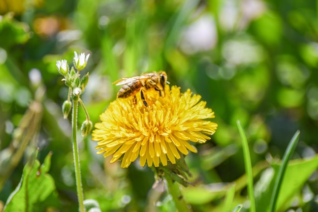 Ein gelber Löwenzahn auf einer Wiese wird von einer Biene bestäubt