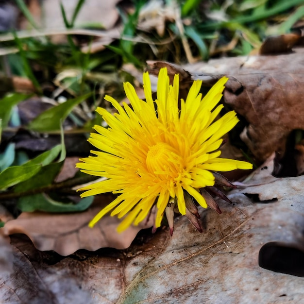 Ein gelber Löwenzahn ist in den Blättern und das Wort Löwenzahn ist auf dem Boden.