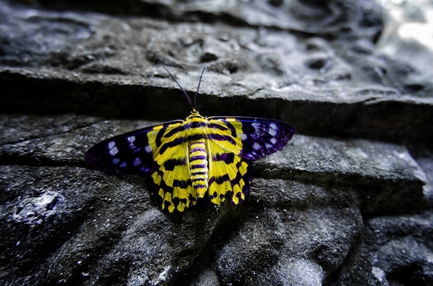 Ein gelber Schmetterling auf der alten Mauer