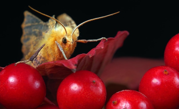 Ein gelber Schmetterling ist auf einem roten Blatt.