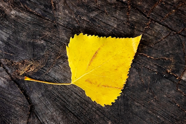 Ein gelbes Birkenblatt fiel auf einen alten Baumstumpf